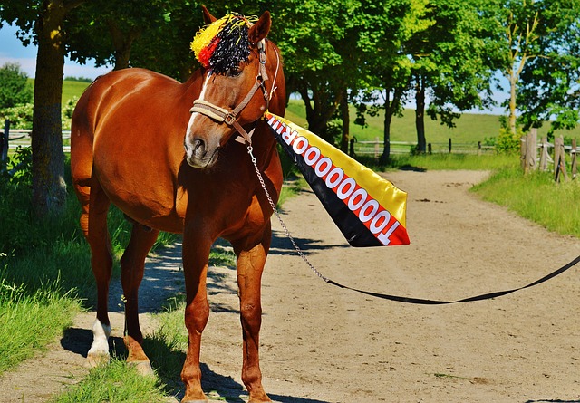 法国杯足球 法国杯足球